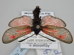  (Zygaena alpherakyi - BGE_ZSM_LEP_1653)  @11 [ ] by-nc-sa (2024) SNSB, Staatliche Naturwissenschaftliche Sammlungen Bayerns ZSM (SNSB, Zoologische Staatssammlung Muenchen)