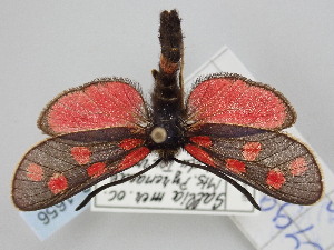  (Zygaena anthyllidis - BGE_ZSM_LEP_1656)  @11 [ ] by-nc-sa (2024) SNSB, Staatliche Naturwissenschaftliche Sammlungen Bayerns ZSM (SNSB, Zoologische Staatssammlung Muenchen)