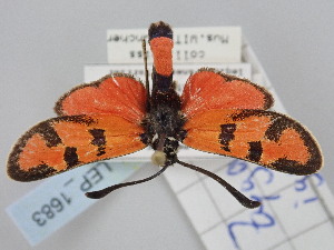  (Zygaena ignifera - BGE_ZSM_LEP_1683)  @11 [ ] by-nc-sa (2024) SNSB, Staatliche Naturwissenschaftliche Sammlungen Bayerns ZSM (SNSB, Zoologische Staatssammlung Muenchen)