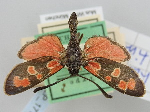  (Zygaena haberhaueri - BGE_ZSM_LEP_1715)  @11 [ ] by-nc-sa (2024) SNSB, Staatliche Naturwissenschaftliche Sammlungen Bayerns ZSM (SNSB, Zoologische Staatssammlung Muenchen)