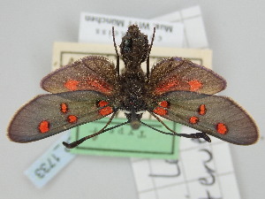  (Zygaena lavandulae teruelensis - BGE_ZSM_LEP_1733)  @11 [ ] by-nc-sa (2024) SNSB, Staatliche Naturwissenschaftliche Sammlungen Bayerns ZSM (SNSB, Zoologische Staatssammlung Muenchen)