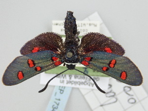  (Zygaena lavandulae oropesica - BGE_ZSM_LEP_1734)  @11 [ ] by-nc-sa (2024) SNSB, Staatliche Naturwissenschaftliche Sammlungen Bayerns ZSM (SNSB, Zoologische Staatssammlung Muenchen)