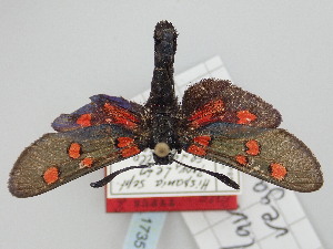  (Zygaena lavandulae vegai - BGE_ZSM_LEP_1735)  @11 [ ] by-nc-sa (2024) SNSB, Staatliche Naturwissenschaftliche Sammlungen Bayerns ZSM (SNSB, Zoologische Staatssammlung Muenchen)