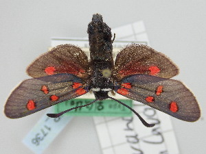  (Zygaena lavandulae altalavandulae - BGE_ZSM_LEP_1736)  @11 [ ] by-nc-sa (2024) SNSB, Staatliche Naturwissenschaftliche Sammlungen Bayerns ZSM (SNSB, Zoologische Staatssammlung Muenchen)