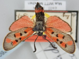  (Zygaena rhadamantus - BGE_ZSM_LEP_1760)  @11 [ ] by-nc-sa (2024) SNSB, Staatliche Naturwissenschaftliche Sammlungen Bayerns ZSM (SNSB, Zoologische Staatssammlung Muenchen)