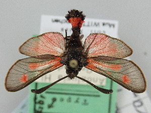  (Zygaena sarpedon granadina - BGE_ZSM_LEP_1766)  @11 [ ] by-nc-sa (2024) SNSB, Staatliche Naturwissenschaftliche Sammlungen Bayerns ZSM (SNSB, Zoologische Staatssammlung Muenchen)