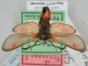  (Zygaena sarpedon zapateri - BGE_ZSM_LEP_1777)  @11 [ ] by-nc-sa (2024) SNSB, Staatliche Naturwissenschaftliche Sammlungen Bayerns ZSM (SNSB, Zoologische Staatssammlung Muenchen)