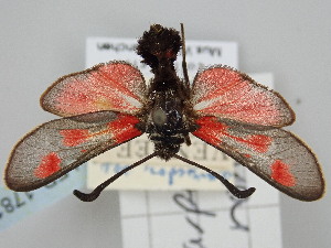  (Zygaena sarpedon pictonorum - BGE_ZSM_LEP_1781)  @11 [ ] by-nc-sa (2024) SNSB, Staatliche Naturwissenschaftliche Sammlungen Bayerns ZSM (SNSB, Zoologische Staatssammlung Muenchen)