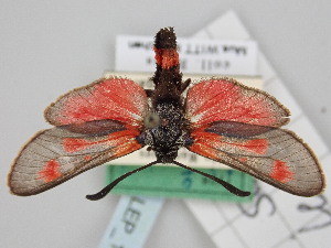  (Zygaena sarpedon leucensis - BGE_ZSM_LEP_1783)  @11 [ ] by-nc-sa (2024) SNSB, Staatliche Naturwissenschaftliche Sammlungen Bayerns ZSM (SNSB, Zoologische Staatssammlung Muenchen)