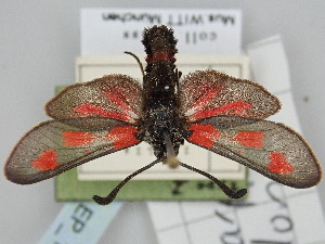  (Zygaena sarpedon andorica - BGE_ZSM_LEP_1784)  @11 [ ] by-nc-sa (2024) SNSB, Staatliche Naturwissenschaftliche Sammlungen Bayerns ZSM (SNSB, Zoologische Staatssammlung Muenchen)