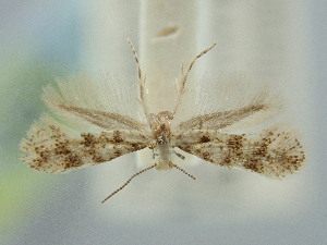  ( - BGE_ZSM_LEP_2150)  @11 [ ] by-nc-sa (2024) SNSB, Staatliche Naturwissenschaftliche Sammlungen Bayerns ZSM (SNSB, Zoologische Staatssammlung Muenchen)