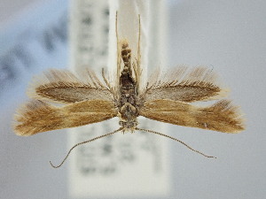  ( - BGE_ZSM_LEP_2205)  @11 [ ] by-nc-sa (2024) SNSB, Staatliche Naturwissenschaftliche Sammlungen Bayerns ZSM (SNSB, Zoologische Staatssammlung Muenchen)