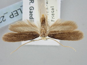  ( - BGE_ZSM_LEP_2207)  @11 [ ] by-nc-sa (2024) SNSB, Staatliche Naturwissenschaftliche Sammlungen Bayerns ZSM (SNSB, Zoologische Staatssammlung Muenchen)