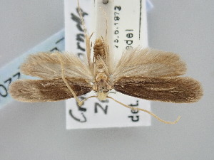  ( - BGE_ZSM_LEP_2208)  @11 [ ] by-nc-sa (2024) SNSB, Staatliche Naturwissenschaftliche Sammlungen Bayerns ZSM (SNSB, Zoologische Staatssammlung Muenchen)