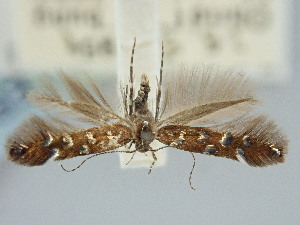  ( - BGE_ZSM_LEP_2313)  @11 [ ] by-nc-sa (2024) SNSB, Staatliche Naturwissenschaftliche Sammlungen Bayerns ZSM (SNSB, Zoologische Staatssammlung Muenchen)