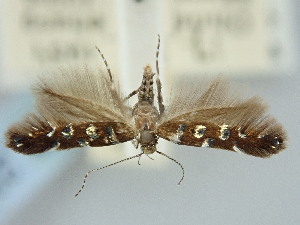  ( - BGE_ZSM_LEP_2314)  @11 [ ] by-nc-sa (2024) SNSB, Staatliche Naturwissenschaftliche Sammlungen Bayerns ZSM (SNSB, Zoologische Staatssammlung Muenchen)
