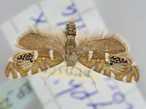  (Glyphipterix loricatella - BGE_ZSM_LEP_2394)  @11 [ ] by-nc-sa (2024) SNSB, Staatliche Naturwissenschaftliche Sammlungen Bayerns ZSM (SNSB, Zoologische Staatssammlung Muenchen)