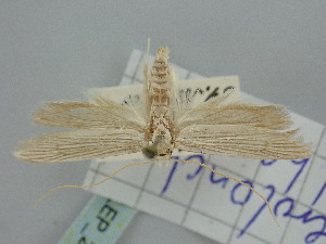  (Pterolonche albescens - BGE_ZSM_LEP_2463)  @11 [ ] by-nc-sa (2024) SNSB, Staatliche Naturwissenschaftliche Sammlungen Bayerns ZSM (SNSB, Zoologische Staatssammlung Muenchen)