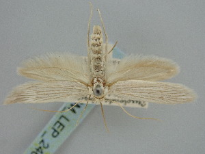  ( - BGE_ZSM_LEP_2464)  @11 [ ] by-nc-sa (2024) SNSB, Staatliche Naturwissenschaftliche Sammlungen Bayerns ZSM (SNSB, Zoologische Staatssammlung Muenchen)