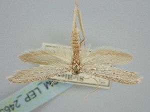  ( - BGE_ZSM_LEP_2465)  @11 [ ] by-nc-sa (2024) SNSB, Staatliche Naturwissenschaftliche Sammlungen Bayerns ZSM (SNSB, Zoologische Staatssammlung Muenchen)