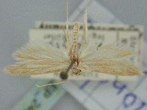  (Pterolonche pulverulenta - BGE_ZSM_LEP_2466)  @11 [ ] by-nc-sa (2024) SNSB, Staatliche Naturwissenschaftliche Sammlungen Bayerns ZSM (SNSB, Zoologische Staatssammlung Muenchen)