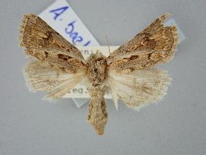  ( - BGE_ZSM_LEP_2488)  @11 [ ] by-nc-sa (2025) SNSB, Staatliche Naturwissenschaftliche Sammlungen Bayerns ZSM (SNSB, Zoologische Staatssammlung Muenchen)