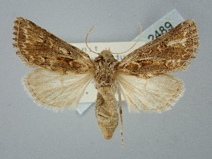  ( - BGE_ZSM_LEP_2489)  @11 [ ] by-nc-sa (2025) SNSB, Staatliche Naturwissenschaftliche Sammlungen Bayerns ZSM (SNSB, Zoologische Staatssammlung Muenchen)