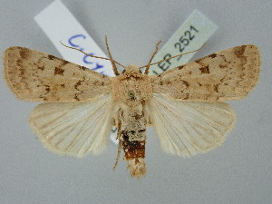  ( - BGE_ZSM_LEP_2521)  @11 [ ] by-nc-sa (2025) SNSB, Staatliche Naturwissenschaftliche Sammlungen Bayerns ZSM (SNSB, Zoologische Staatssammlung Muenchen)
