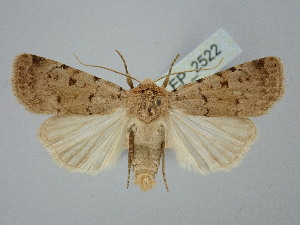  ( - BGE_ZSM_LEP_2522)  @11 [ ] by-nc-sa (2025) SNSB, Staatliche Naturwissenschaftliche Sammlungen Bayerns ZSM (SNSB, Zoologische Staatssammlung Muenchen)