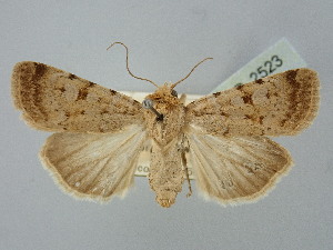  ( - BGE_ZSM_LEP_2523)  @11 [ ] by-nc-sa (2025) SNSB, Staatliche Naturwissenschaftliche Sammlungen Bayerns ZSM (SNSB, Zoologische Staatssammlung Muenchen)