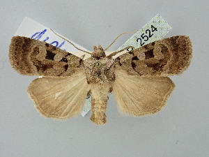  ( - BGE_ZSM_LEP_2524)  @11 [ ] by-nc-sa (2025) SNSB, Staatliche Naturwissenschaftliche Sammlungen Bayerns ZSM (SNSB, Zoologische Staatssammlung Muenchen)