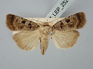  ( - BGE_ZSM_LEP_2525)  @11 [ ] by-nc-sa (2025) SNSB, Staatliche Naturwissenschaftliche Sammlungen Bayerns ZSM (SNSB, Zoologische Staatssammlung Muenchen)