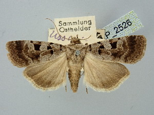  ( - BGE_ZSM_LEP_2526)  @11 [ ] by-nc-sa (2025) SNSB, Staatliche Naturwissenschaftliche Sammlungen Bayerns ZSM (SNSB, Zoologische Staatssammlung Muenchen)