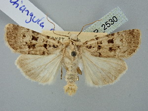 (Chersotis multangula andreae - BGE_ZSM_LEP_2530)  @11 [ ] by-nc-sa (2025) SNSB, Staatliche Naturwissenschaftliche Sammlungen Bayerns ZSM (SNSB, Zoologische Staatssammlung Muenchen)