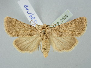  ( - BGE_ZSM_LEP_2539)  @11 [ ] by-nc-sa (2025) SNSB, Staatliche Naturwissenschaftliche Sammlungen Bayerns ZSM (SNSB, Zoologische Staatssammlung Muenchen)