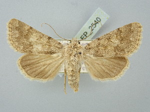  ( - BGE_ZSM_LEP_2540)  @11 [ ] by-nc-sa (2025) SNSB, Staatliche Naturwissenschaftliche Sammlungen Bayerns ZSM (SNSB, Zoologische Staatssammlung Muenchen)