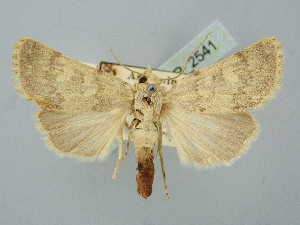  ( - BGE_ZSM_LEP_2541)  @11 [ ] by-nc-sa (2025) SNSB, Staatliche Naturwissenschaftliche Sammlungen Bayerns ZSM (SNSB, Zoologische Staatssammlung Muenchen)