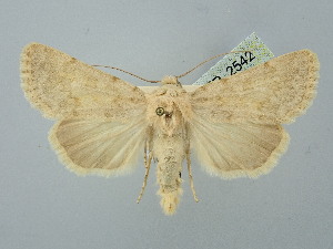  ( - BGE_ZSM_LEP_2542)  @11 [ ] by-nc-sa (2025) SNSB, Staatliche Naturwissenschaftliche Sammlungen Bayerns ZSM (SNSB, Zoologische Staatssammlung Muenchen)