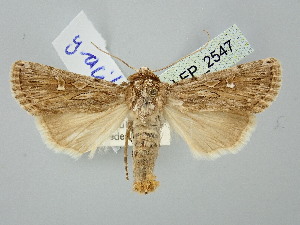  (Dichagyris gracilis - BGE_ZSM_LEP_2547)  @11 [ ] by-nc-sa (2025) SNSB, Staatliche Naturwissenschaftliche Sammlungen Bayerns ZSM (SNSB, Zoologische Staatssammlung Muenchen)