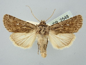  ( - BGE_ZSM_LEP_2548)  @11 [ ] by-nc-sa (2025) SNSB, Staatliche Naturwissenschaftliche Sammlungen Bayerns ZSM (SNSB, Zoologische Staatssammlung Muenchen)
