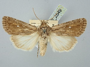  ( - BGE_ZSM_LEP_2549)  @11 [ ] by-nc-sa (2025) SNSB, Staatliche Naturwissenschaftliche Sammlungen Bayerns ZSM (SNSB, Zoologische Staatssammlung Muenchen)