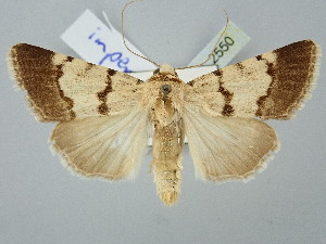  ( - BGE_ZSM_LEP_2550)  @11 [ ] by-nc-sa (2025) SNSB, Staatliche Naturwissenschaftliche Sammlungen Bayerns ZSM (SNSB, Zoologische Staatssammlung Muenchen)