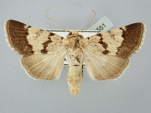  ( - BGE_ZSM_LEP_2551)  @11 [ ] by-nc-sa (2025) SNSB, Staatliche Naturwissenschaftliche Sammlungen Bayerns ZSM (SNSB, Zoologische Staatssammlung Muenchen)