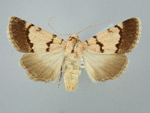  ( - BGE_ZSM_LEP_2552)  @11 [ ] by-nc-sa (2025) SNSB, Staatliche Naturwissenschaftliche Sammlungen Bayerns ZSM (SNSB, Zoologische Staatssammlung Muenchen)