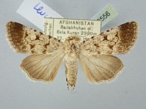  (Dichagyris leucomelas - BGE_ZSM_LEP_2556)  @11 [ ] by-nc-sa (2025) SNSB, Staatliche Naturwissenschaftliche Sammlungen Bayerns ZSM (SNSB, Zoologische Staatssammlung Muenchen)
