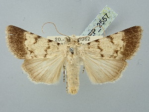  ( - BGE_ZSM_LEP_2557)  @11 [ ] by-nc-sa (2025) SNSB, Staatliche Naturwissenschaftliche Sammlungen Bayerns ZSM (SNSB, Zoologische Staatssammlung Muenchen)