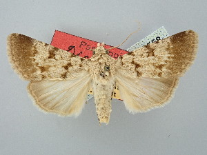  ( - BGE_ZSM_LEP_2558)  @11 [ ] by-nc-sa (2025) SNSB, Staatliche Naturwissenschaftliche Sammlungen Bayerns ZSM (SNSB, Zoologische Staatssammlung Muenchen)