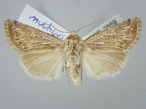  (Dichagyris multicuspis - BGE_ZSM_LEP_2559)  @11 [ ] by-nc-sa (2025) SNSB, Staatliche Naturwissenschaftliche Sammlungen Bayerns ZSM (SNSB, Zoologische Staatssammlung Muenchen)