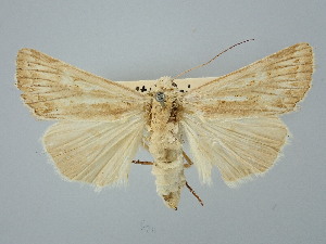  ( - BGE_ZSM_LEP_2560)  @11 [ ] by-nc-sa (2025) SNSB, Staatliche Naturwissenschaftliche Sammlungen Bayerns ZSM (SNSB, Zoologische Staatssammlung Muenchen)