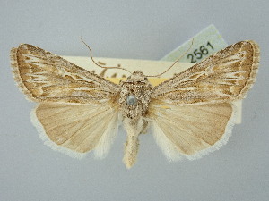  ( - BGE_ZSM_LEP_2561)  @11 [ ] by-nc-sa (2025) SNSB, Staatliche Naturwissenschaftliche Sammlungen Bayerns ZSM (SNSB, Zoologische Staatssammlung Muenchen)